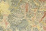 Polished Stromatolite (Inzeria) From Russia - Million Years #362970-1